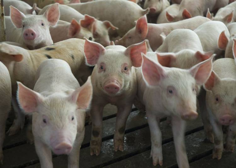 इस बीमारी के चलते चीन ने हजारों सूअरों को मारा