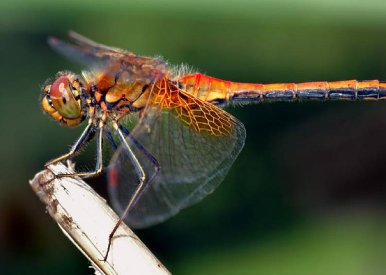 इस कीड़े की मदद से डेंगू-चिकनगुनिया पर पाया जाएगा काबू