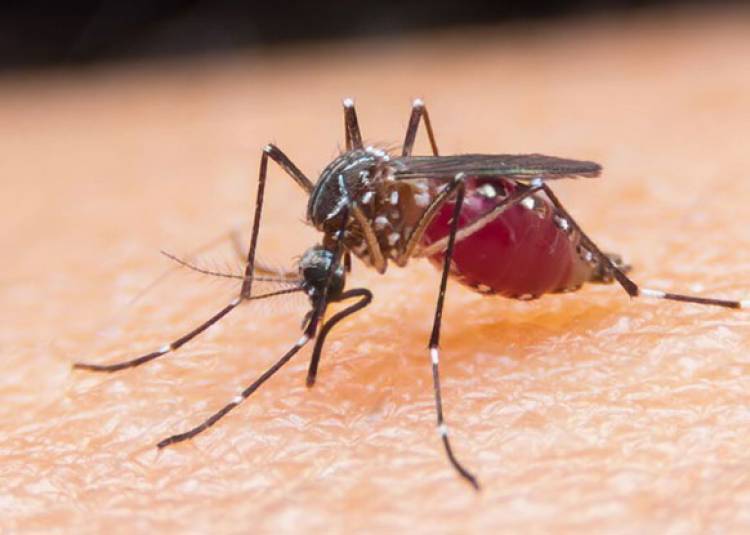60 साल बाद मलेरिया की नई दवा आई, अब लड़ाई आसान होगी
