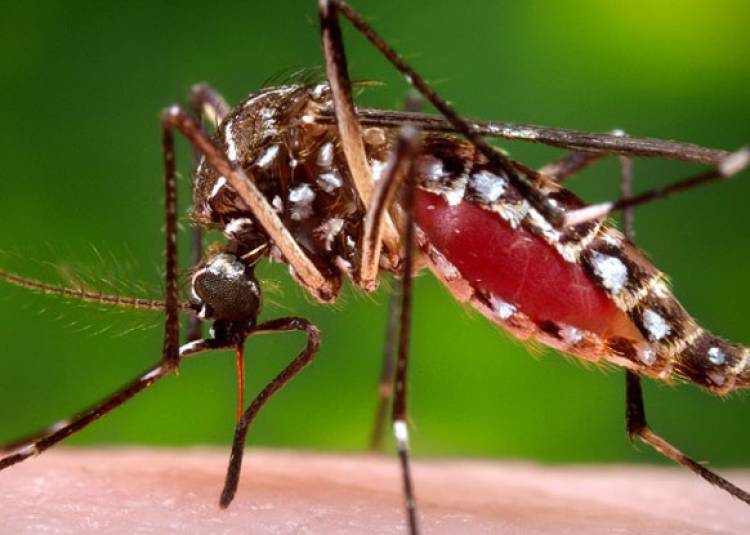 जब स्‍वदेशी दवा का हो साथ तो डेंगू से डरना कैसा