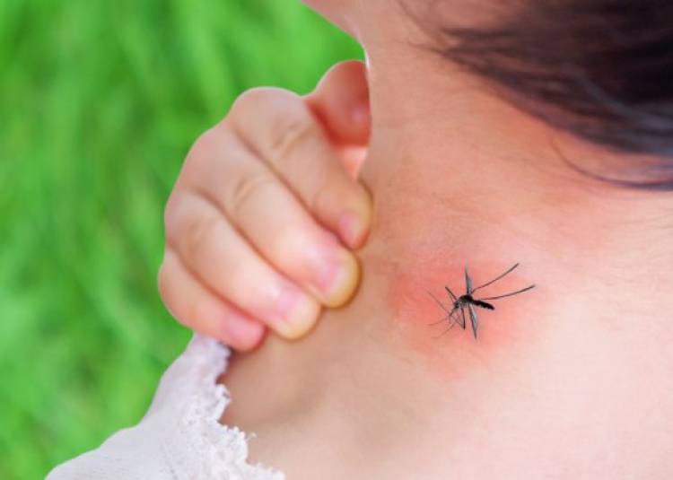 यूूनानी चिकित्सा के अनुसार ये मच्छर फैलाते हैं डेंगू, जानें कारण, लक्षण व बचाव के उपाय