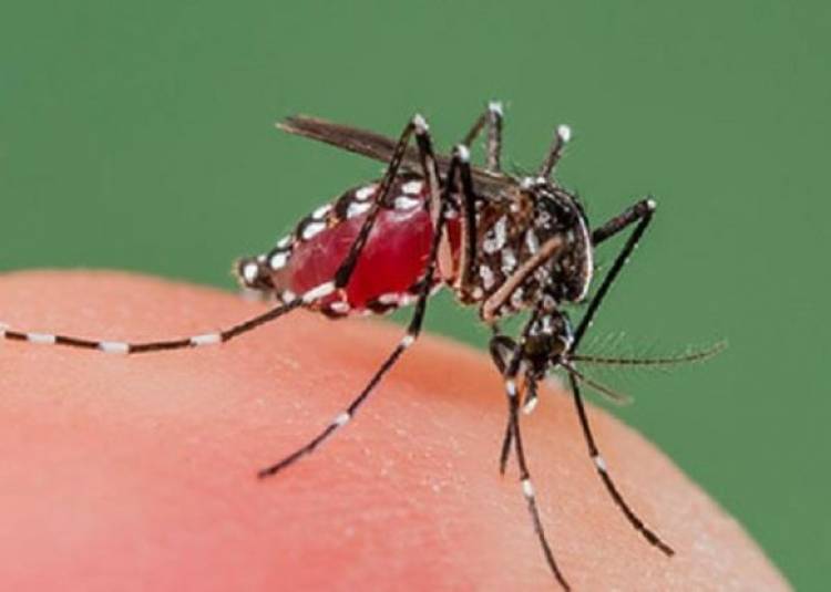मलेरिया के खिलाफ जंग के लिए नया हथियार हुआ तैयार
