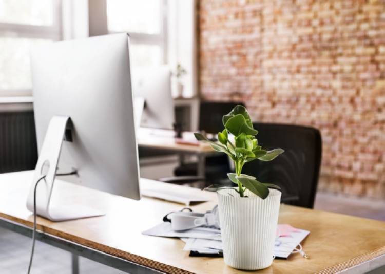 ऑफिस की डेस्क पर सिर्फ एक पौधा रखिए, काम के तनाव से छुट्टी पाइए