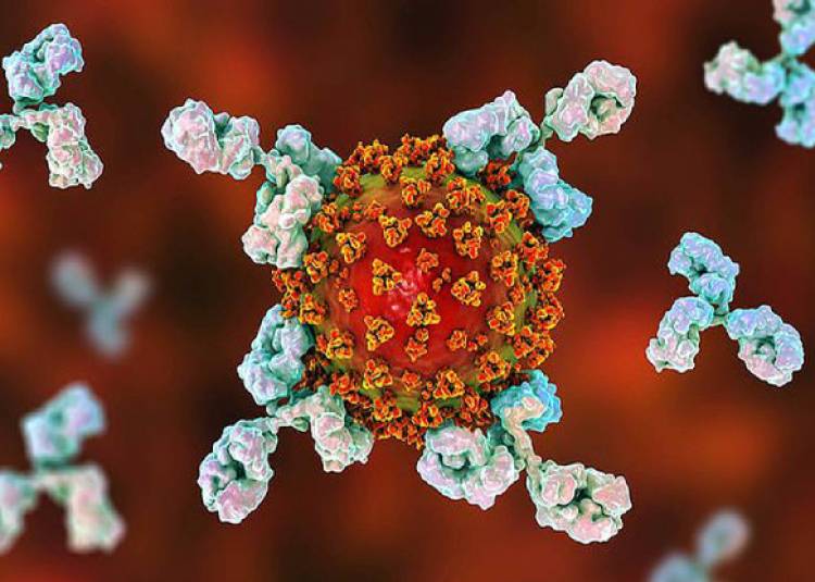 वैज्ञानिकों को मिली कोरोना वायरस को शरीर में फैलने से रोकने वाली एंटीबॉडी
