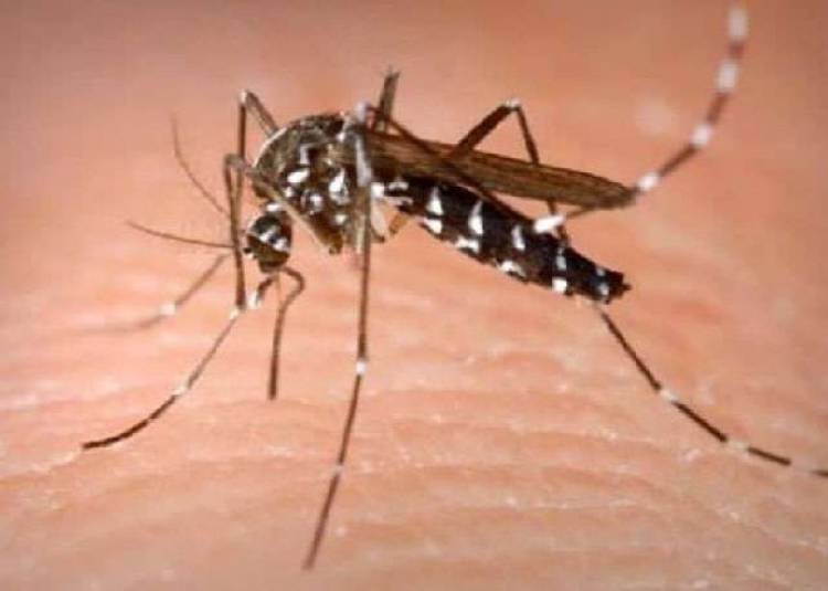 National Dengue Day: कैसा होता है डेंगू का मच्छर और कब पता चलते हैं डेंगू बुखार के लक्षण?