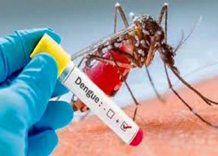 इन महीनों में ज्यादा होता है डेंगू होने का खतरा, जानें कैसे करें अपना बचाव