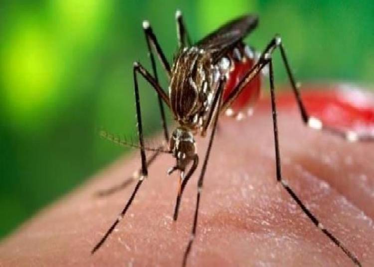 डेंगू या चिकनगुनिया होने पर ये 10 काम बिल्कुल न करें