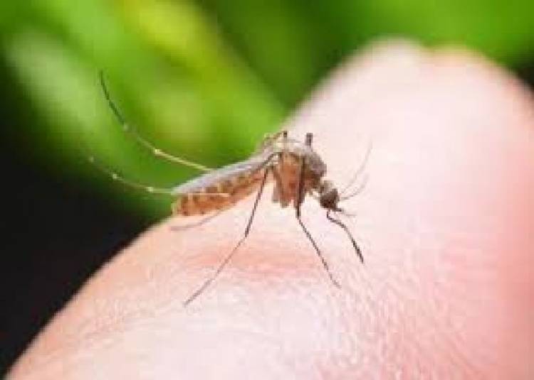 अगर बच्चों में पहचानना है डेंगू के लक्षण, तो इन बातों पर रखें नज़र