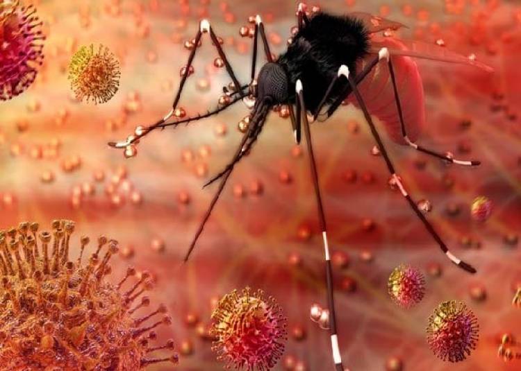 'जीका वायरस' जो इन मच्छरों से फैलता है, जानें ये भारत कैसे आया और क्या हैं इसके लक्षण?