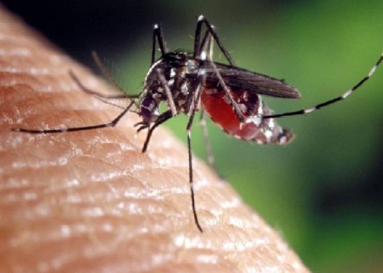 मच्छर के काटने से ये 7 बीमारियां होने का खतरा होता है, जानें इनके नुकसान