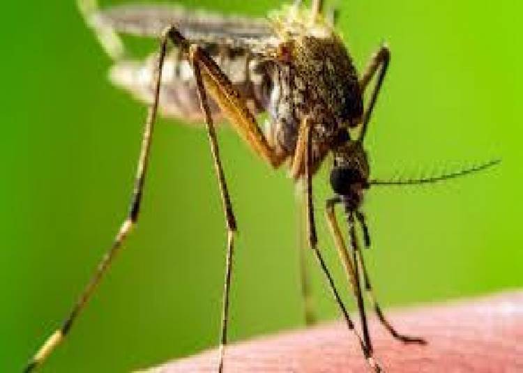 जानें, क्यों अगले 60 सालों में  भारत से खुद रफूचक्कर हो जाएंगे जानलेवा मच्छर