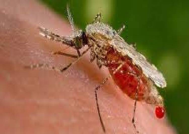 जानिए, डेंगू बुखार के लक्षण और जांच का तरीका, इससे खुद की सुरक्षा कर सकेंगे