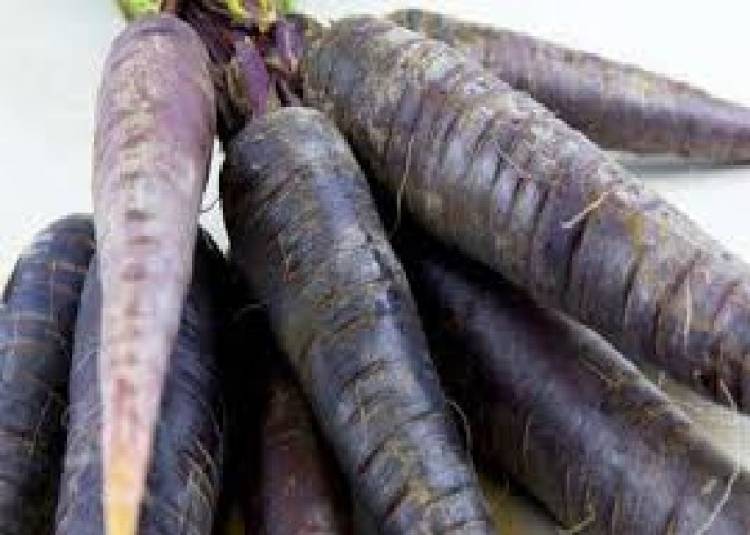 सर्दियों में जरूर खाएं काली गाजर, इन बीमारियों से बचने में मिल सकती है मदद