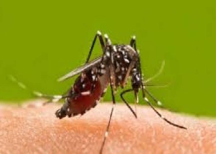 ये 4 तरीके आपको मच्छर और उनसे होने वाले रोगों से बचाएंगे