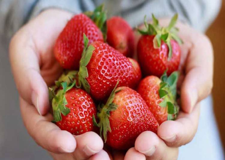 स्ट्रॉबेरी में छिपा है सेहत के लिए फायदों का खजाना